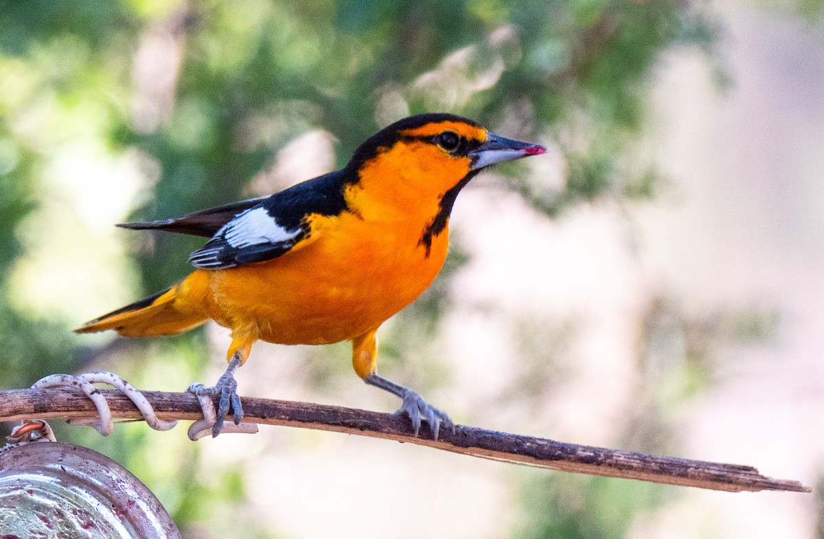Bullock's Oriole - ML644309139