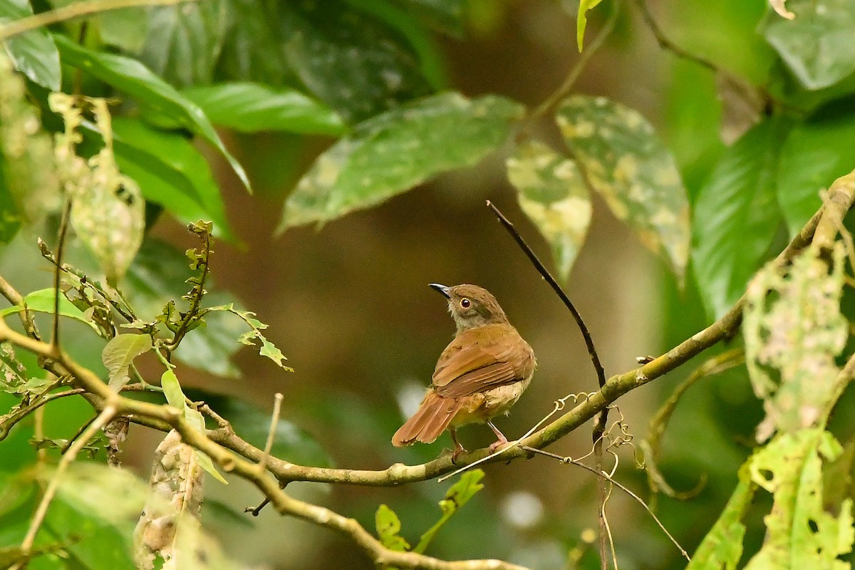 Spectacled Bulbul - ML644309141