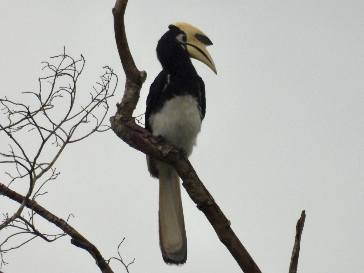 キタカササギサイチョウ - ML644309142