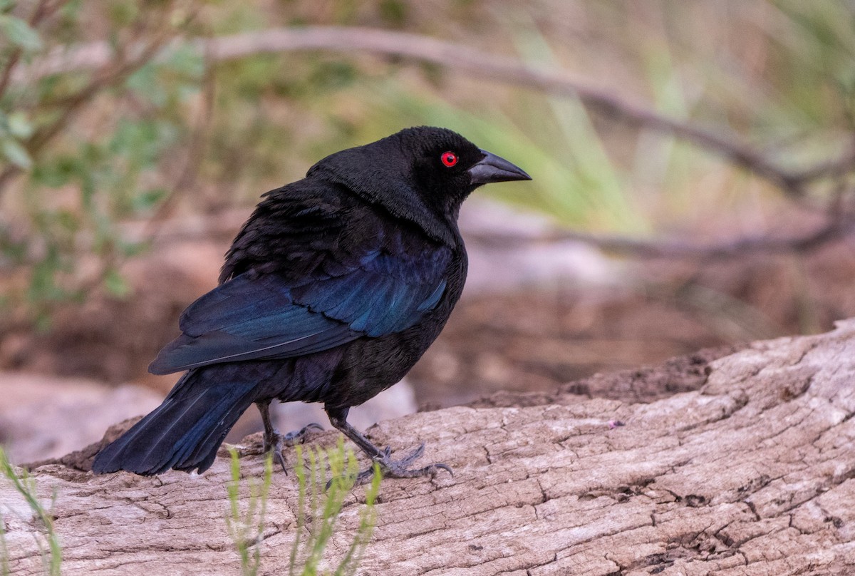 Bronzed Cowbird - ML644309152