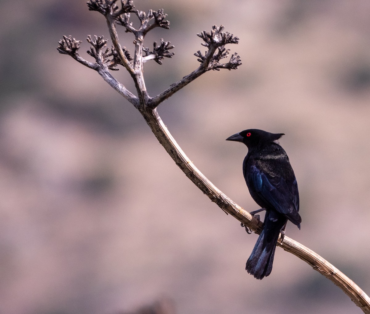 Bronzed Cowbird - ML644309153