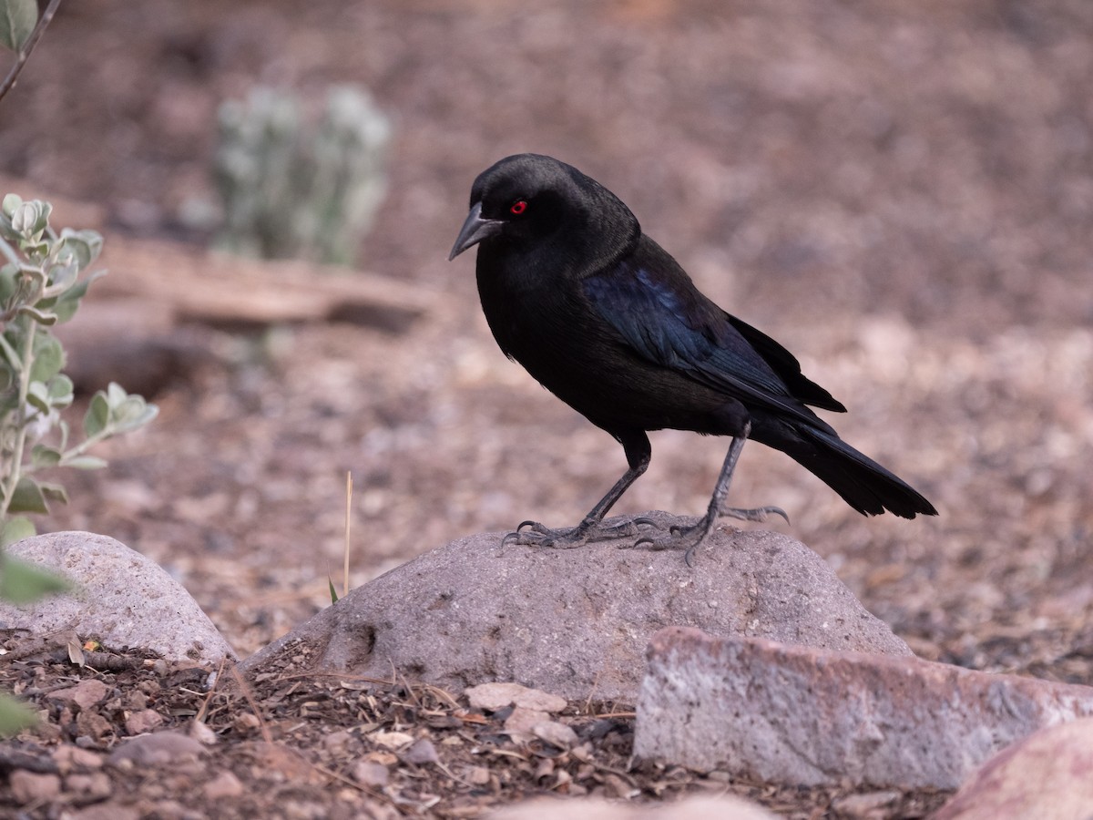 Bronzed Cowbird - ML644309154