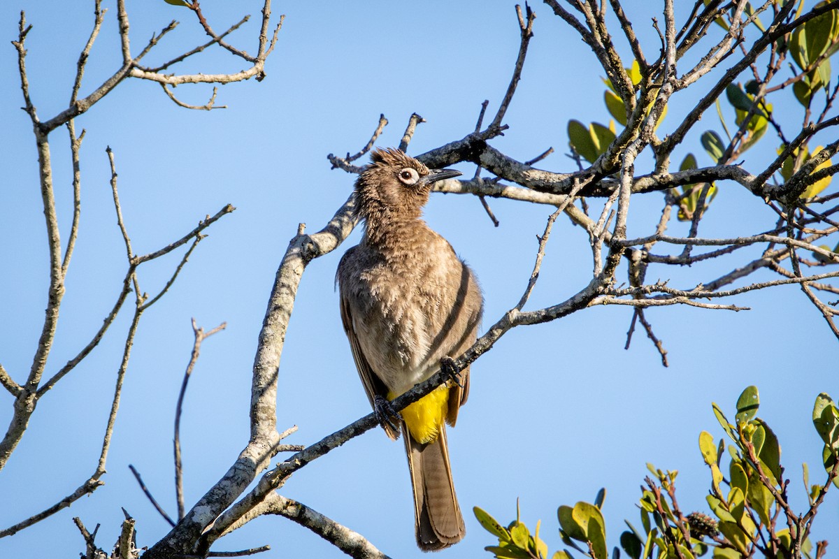 Bulbul du Cap - ML644309155