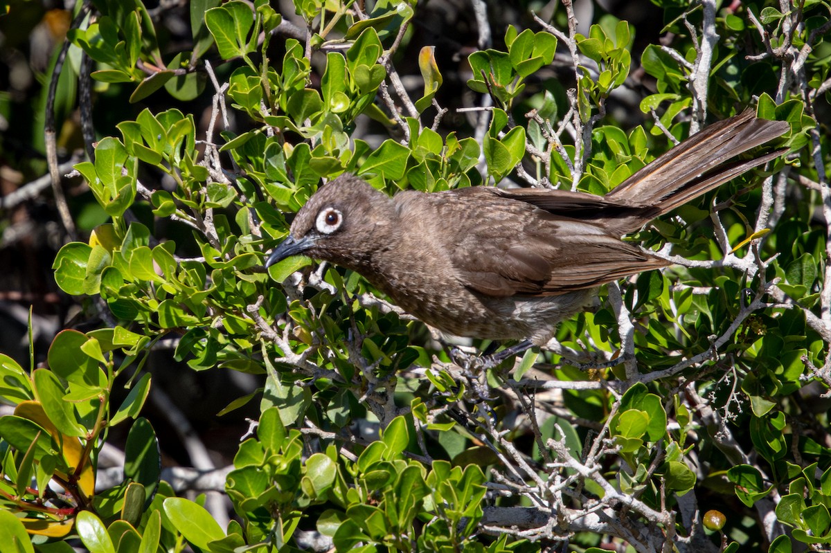 Bulbul du Cap - ML644309156