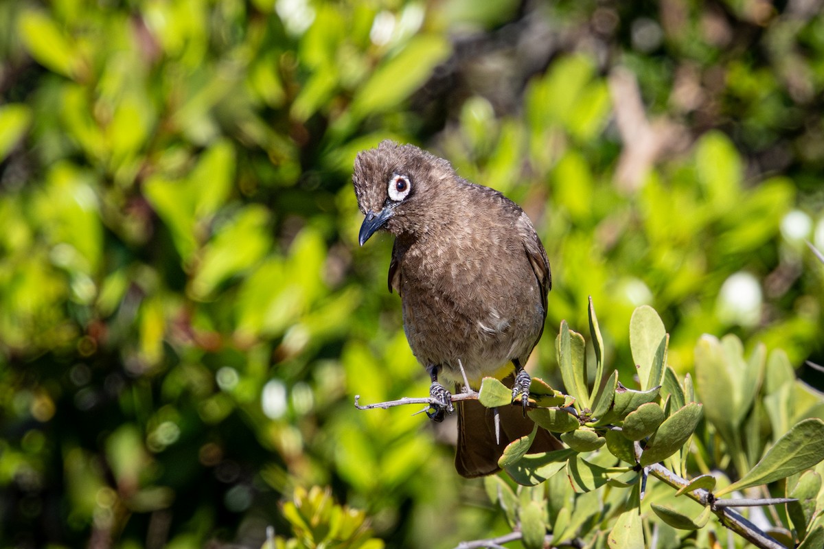 Bulbul du Cap - ML644309157