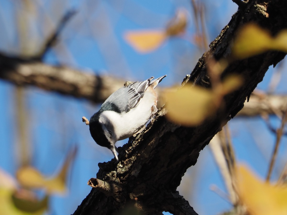 Каролинский поползень - ML644309173