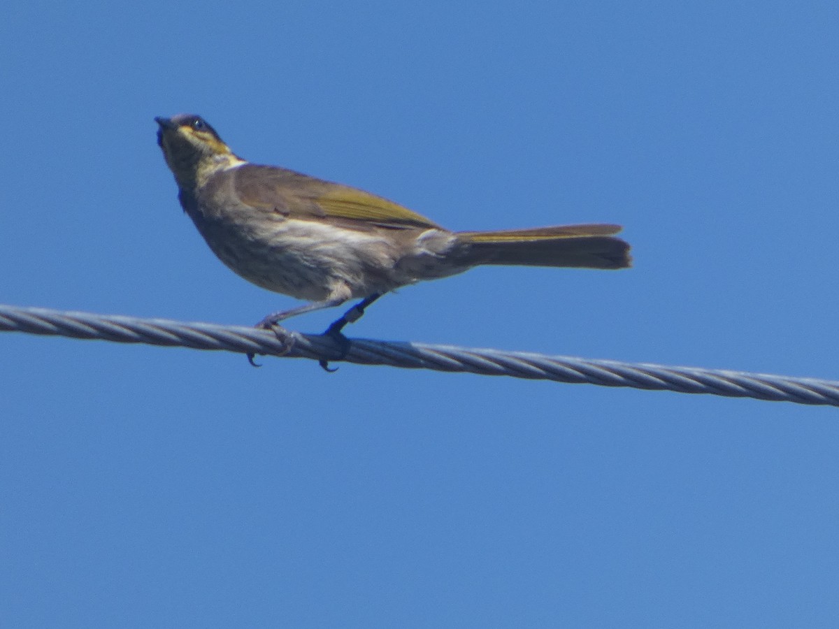 Медник мангровий - ML644309178