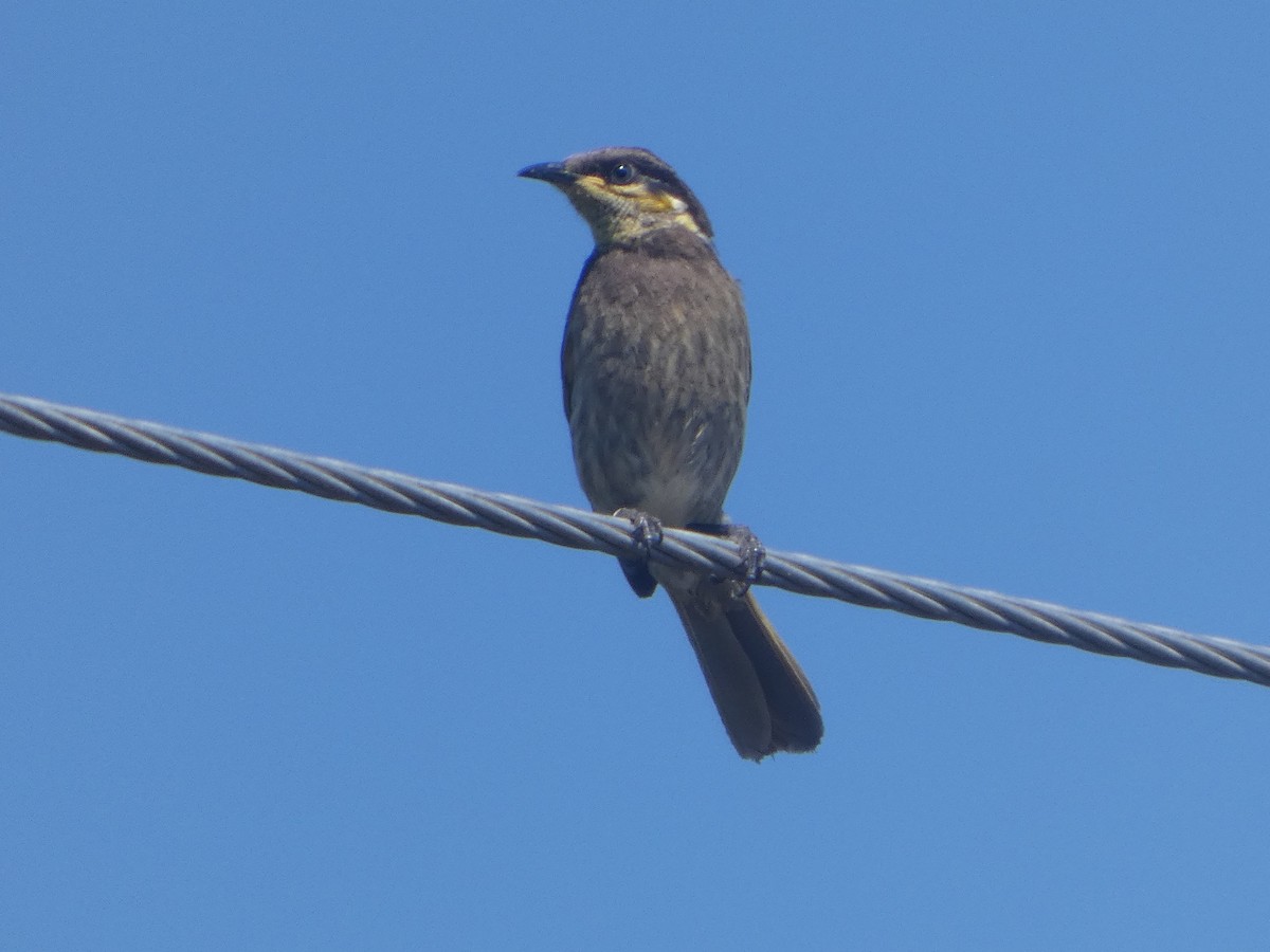 Медник мангровий - ML644309179