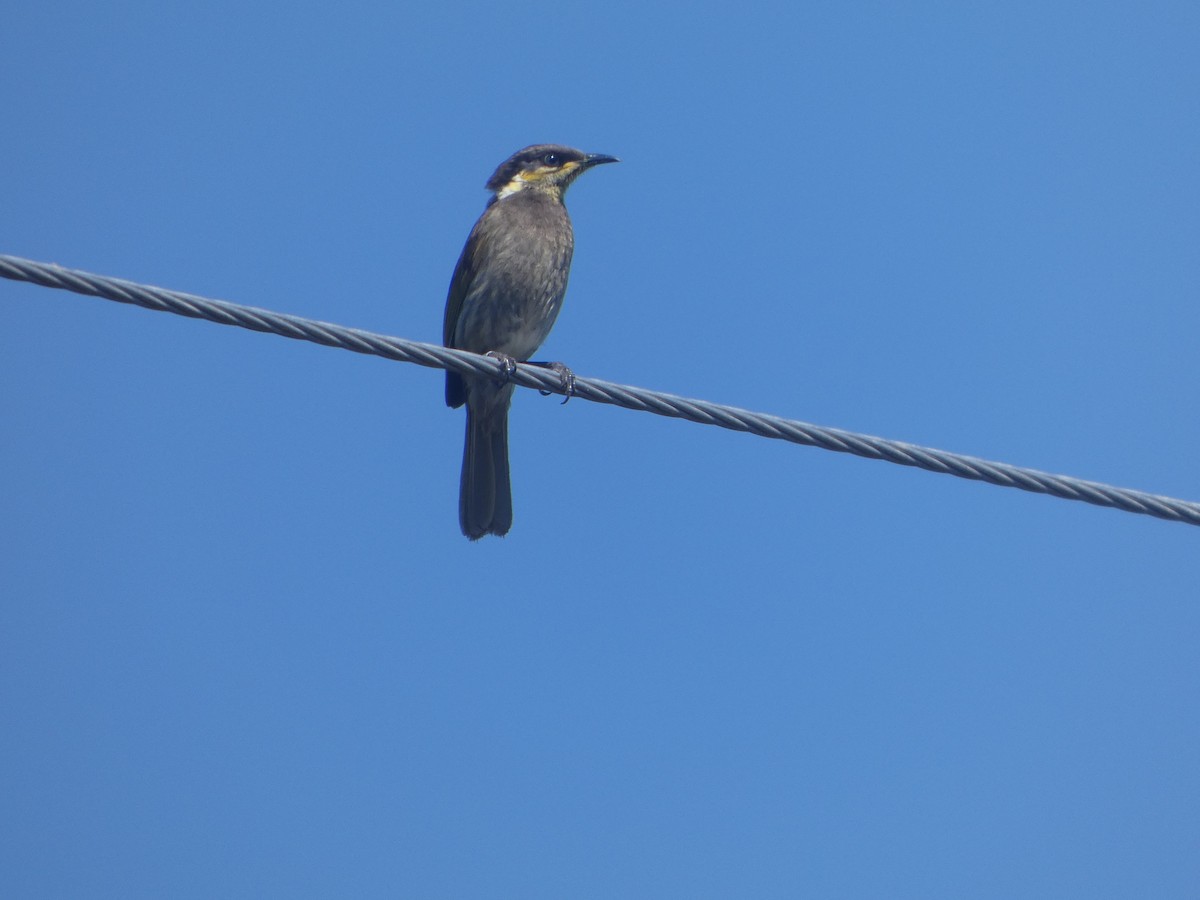 Медник мангровий - ML644309181