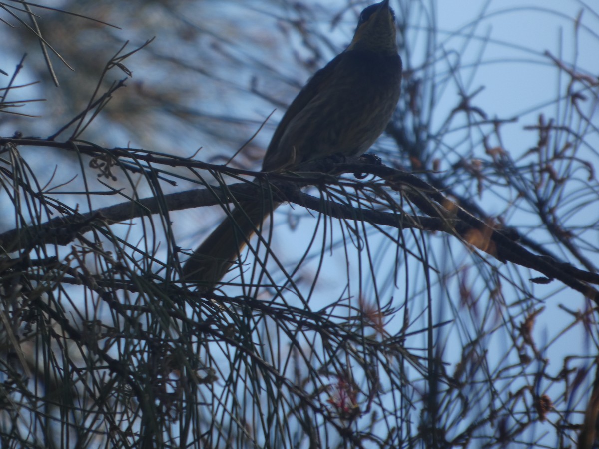 Медник мангровий - ML644309182