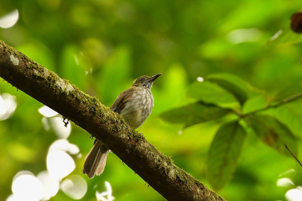 Streaked Bulbul - ML644309183