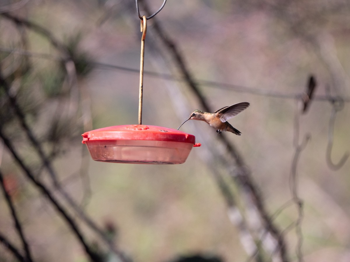 Colibri lucifer - ML644309193