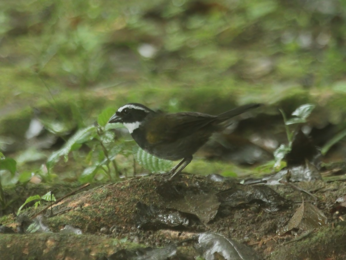 Orange-billed Sparrow - ML644309206