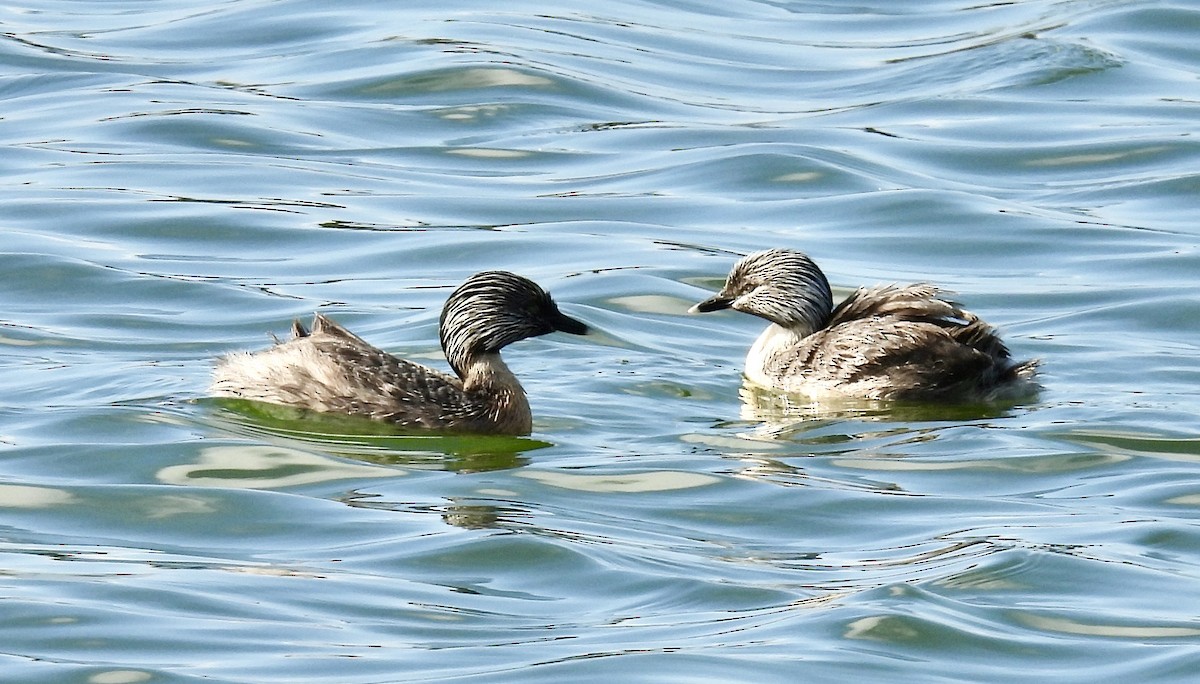 Zampullín Canoso - ML644309207