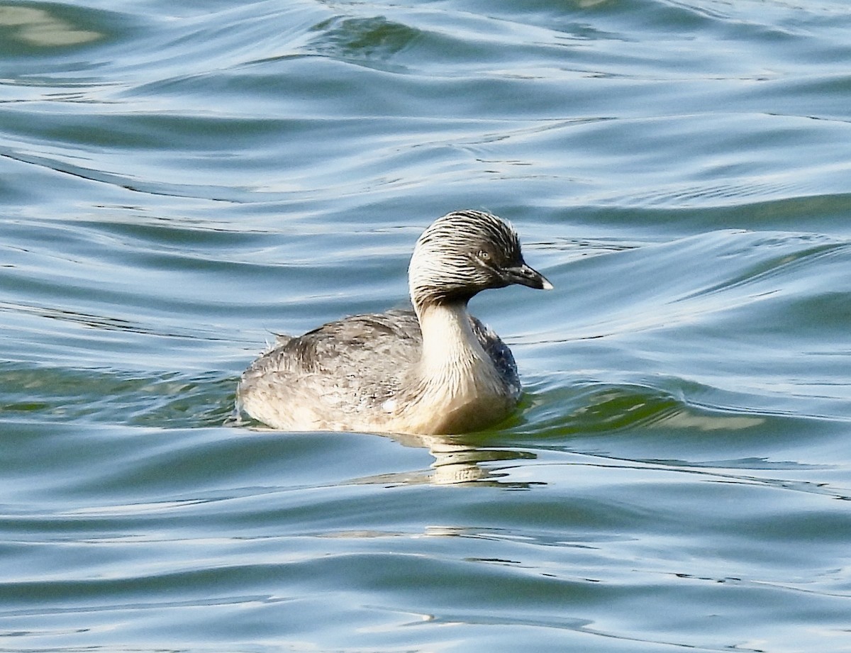 Zampullín Canoso - ML644309209
