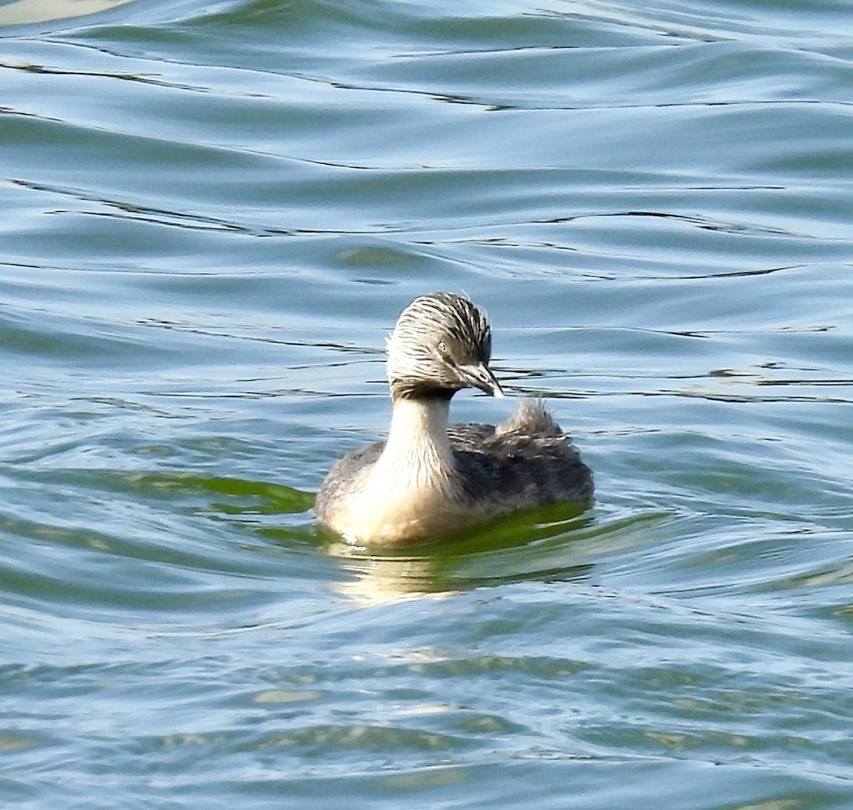Zampullín Canoso - ML644309211