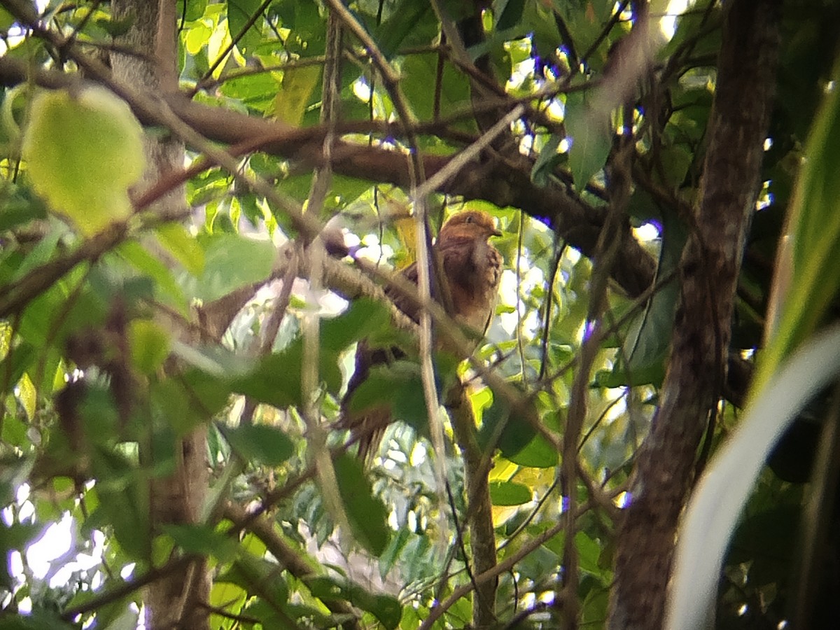 nymfegjøkdue - ML644309217