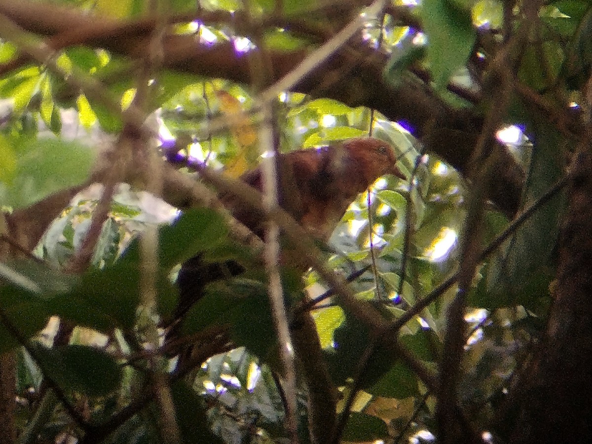 nymfegjøkdue - ML644309218