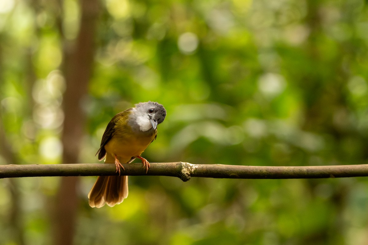 Bulbul Capirotado - ML644309224