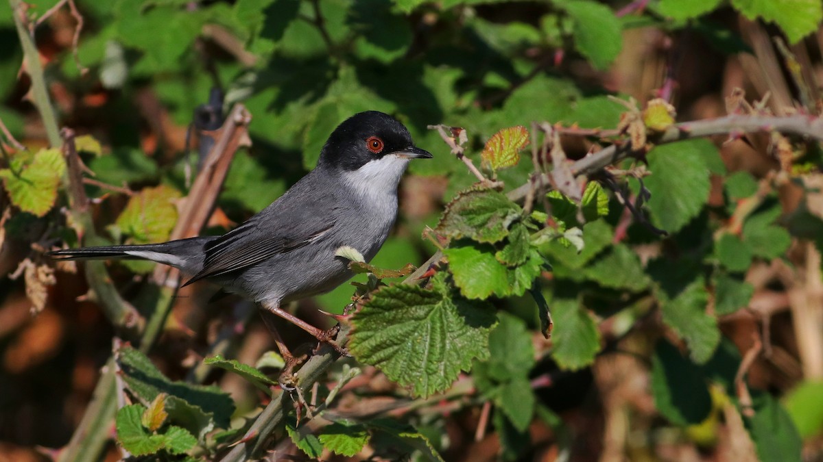 Sardinian Warbler - ML644309233