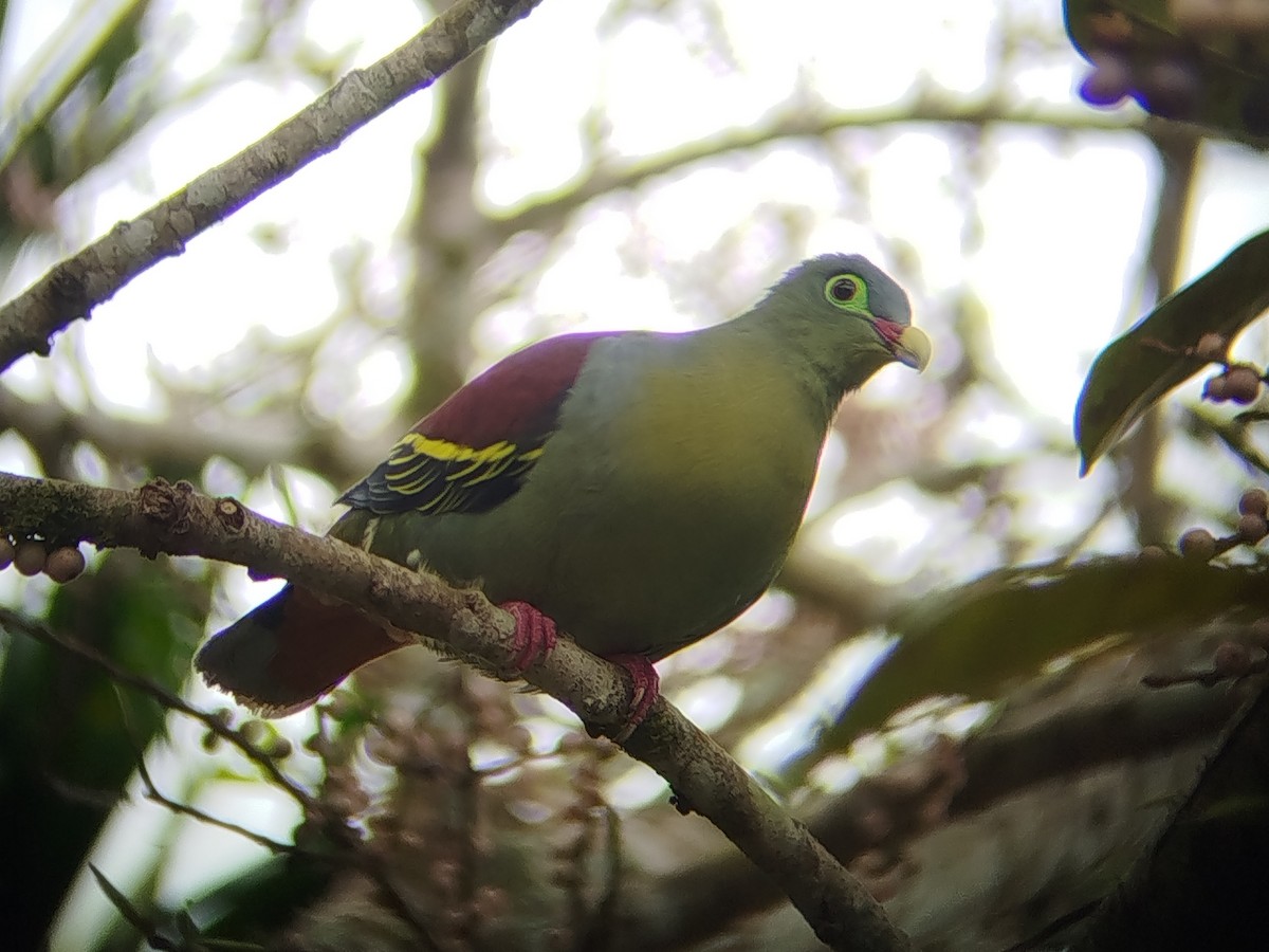 Thick-billed Green-Pigeon - ML644309235