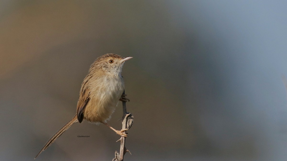 Delicate Prinia - ML644309238