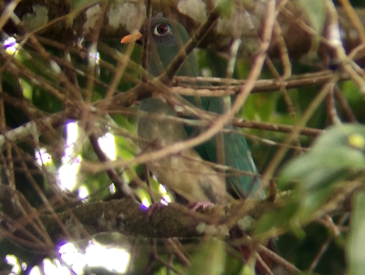 ボタンバト - ML644309246