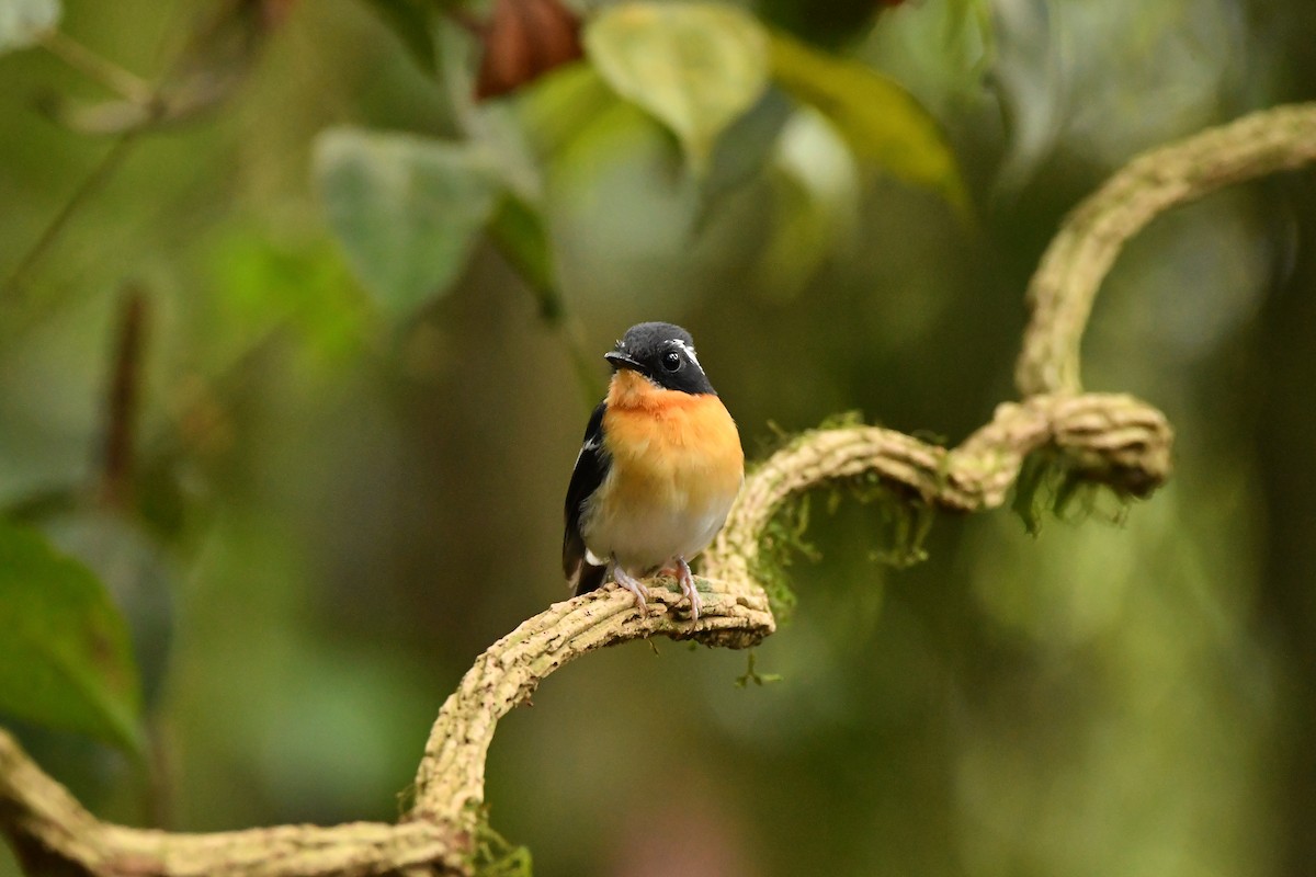 Rufous-chested Flycatcher - ML644309247