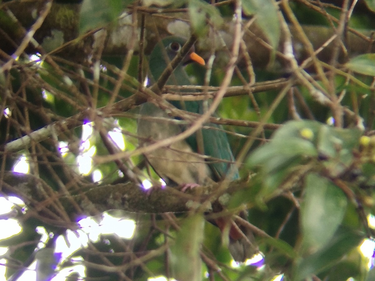 ボタンバト - ML644309248