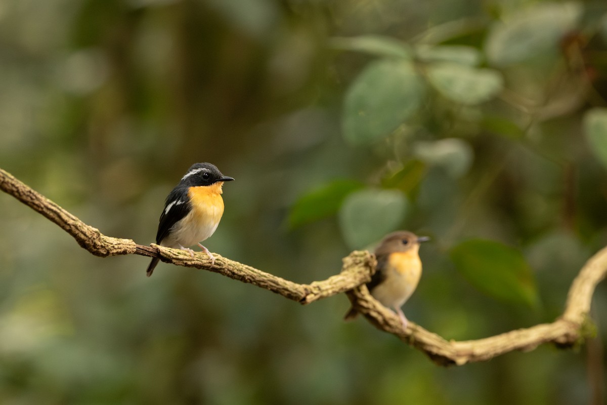 Rufous-chested Flycatcher - ML644309249