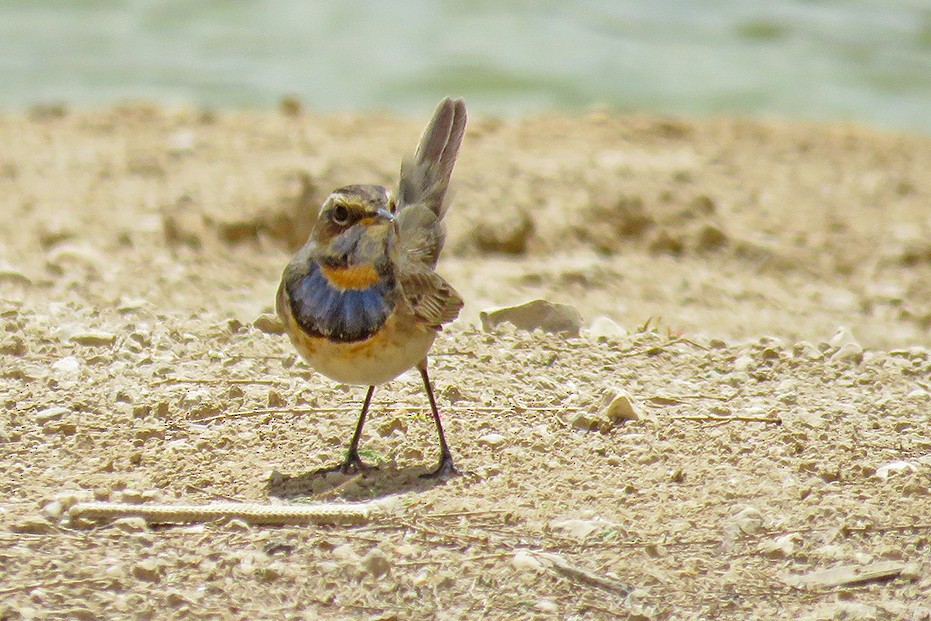 Bluethroat - ML644309250