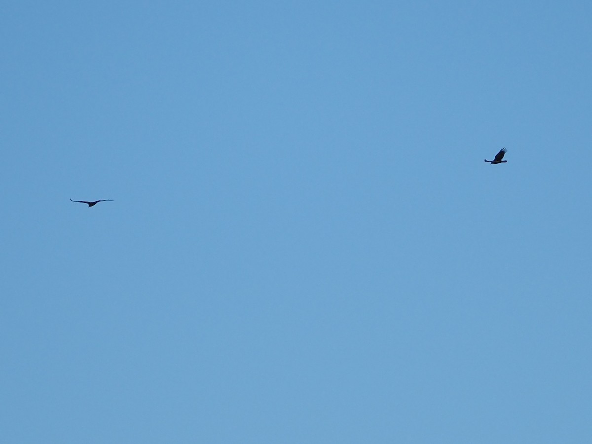 Катарта-индейка - ML644309255