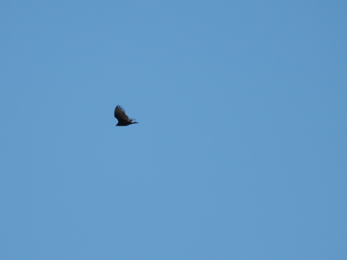 Катарта-индейка - ML644309256