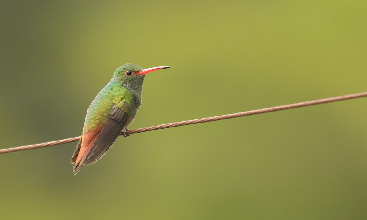 Rufous-tailed Hummingbird - ML644309262