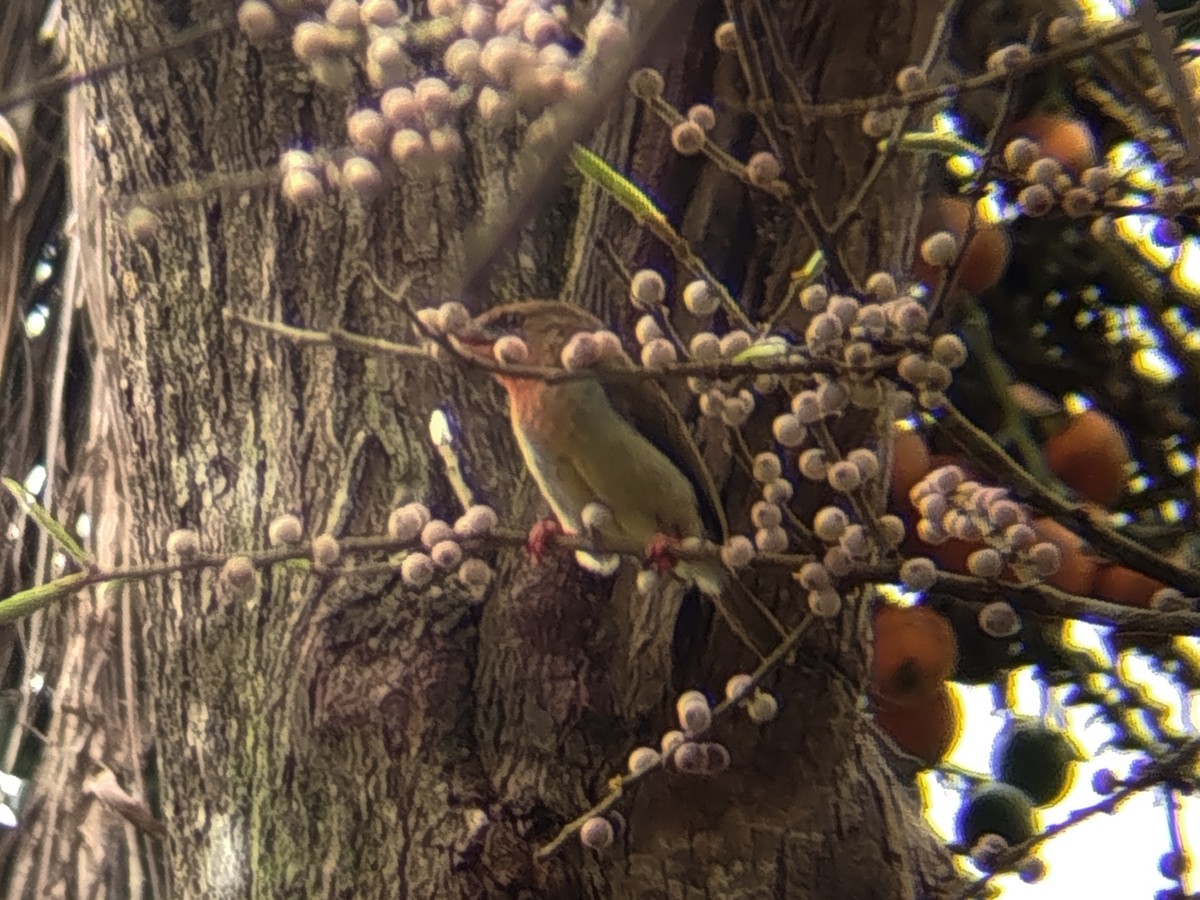 Brown Barbet - ML644309264