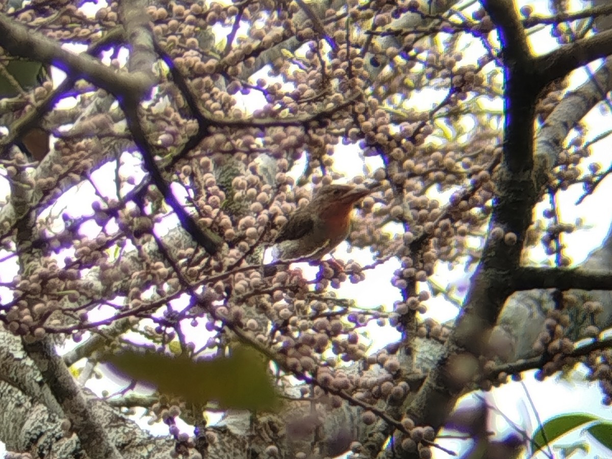 Brown Barbet - ML644309265