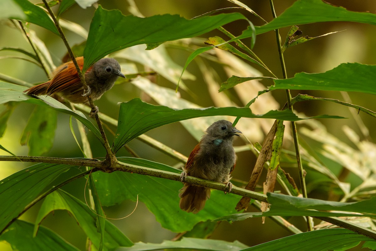 Gray-hooded Babbler - ML644309268
