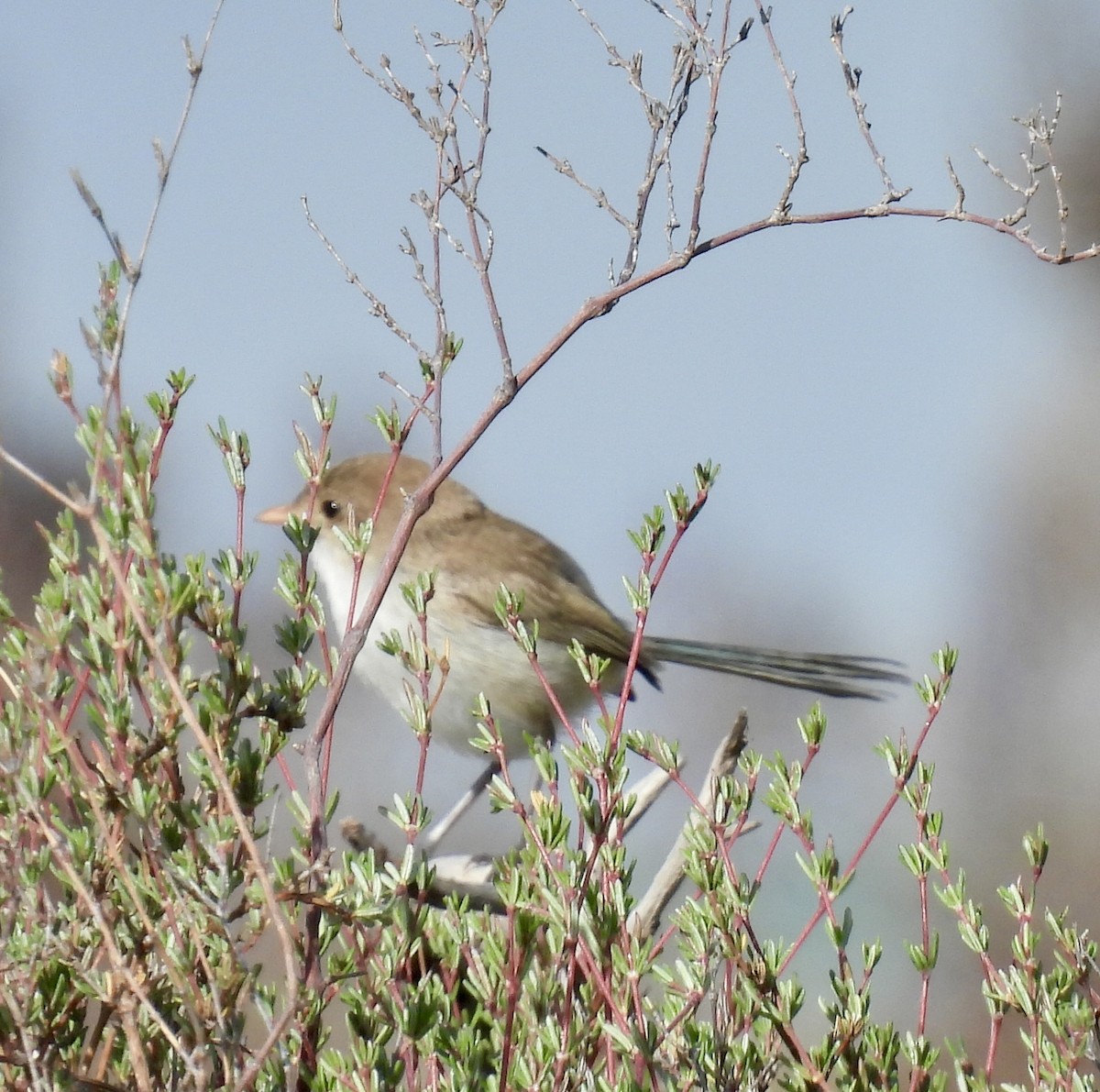 White-winged Fairywren - ML644309269