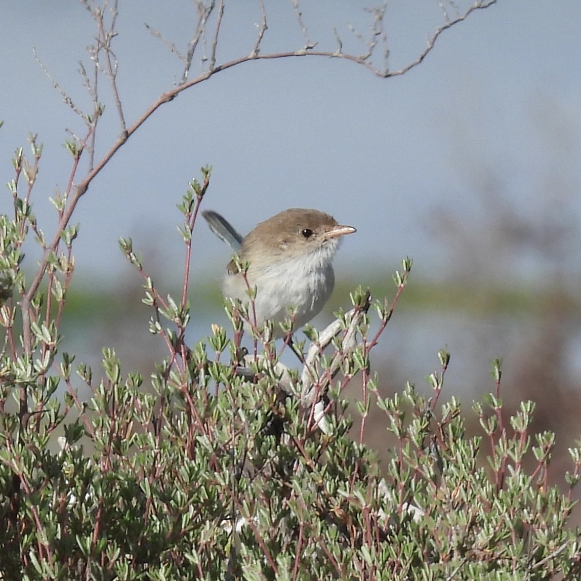 White-winged Fairywren - ML644309271