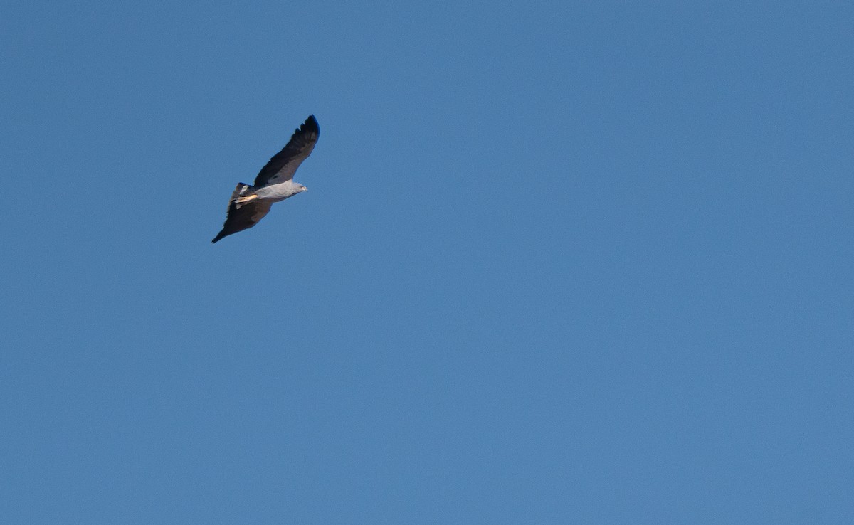 Chaco Eagle - ML644309284