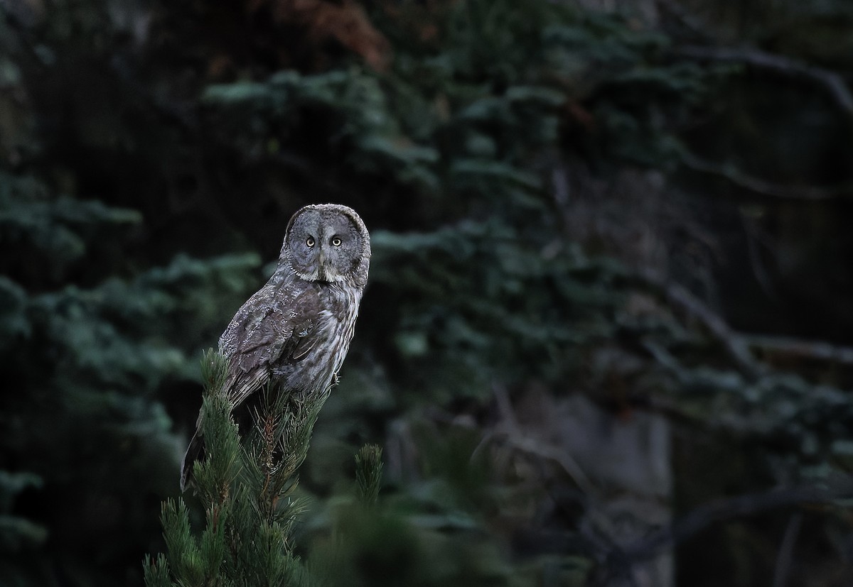 Great Gray Owl - ML644309295