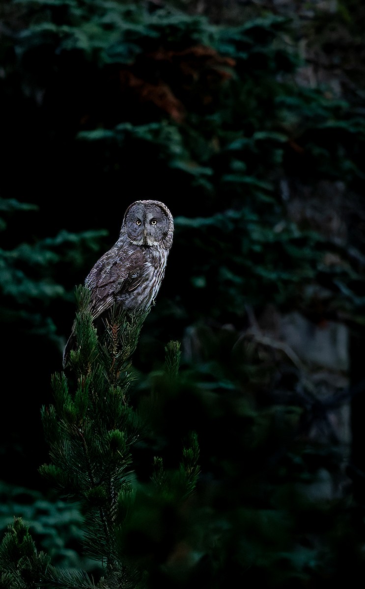 Great Gray Owl - ML644309297