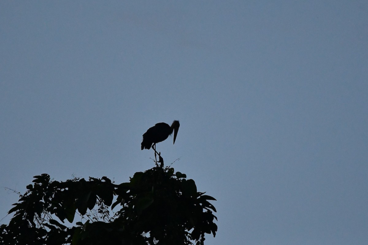 Lesser Adjutant - ML644309302