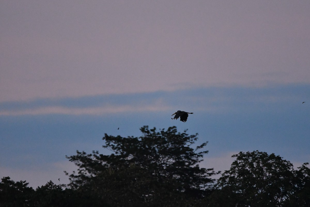 Lesser Adjutant - ML644309303