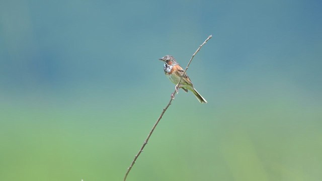 ホオアカ - ML644309334