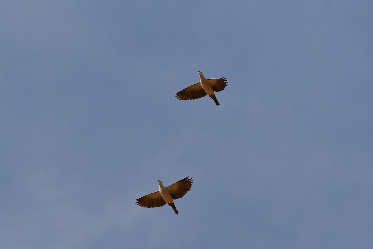 Green Imperial-Pigeon - ML644309346