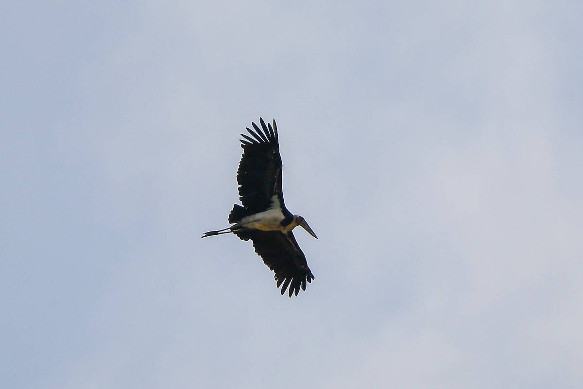 Lesser Adjutant - ML644309351