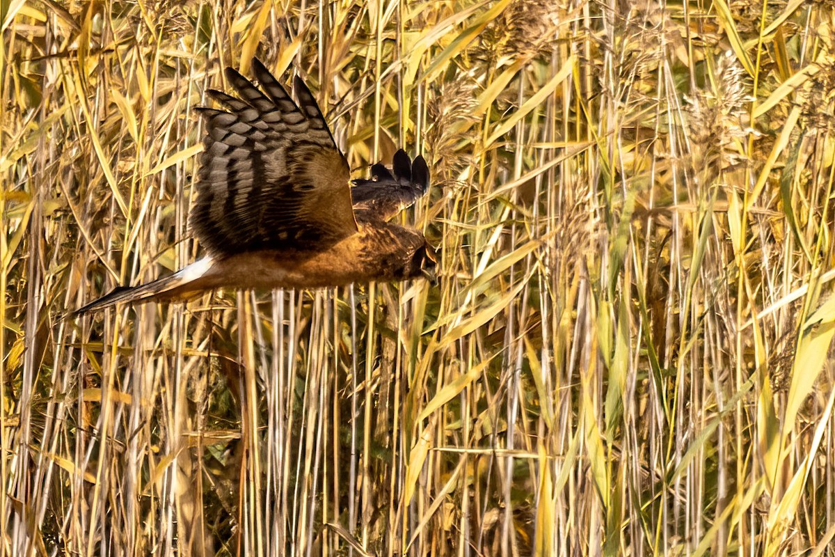 アメリカハイイロチュウヒ - ML644309358