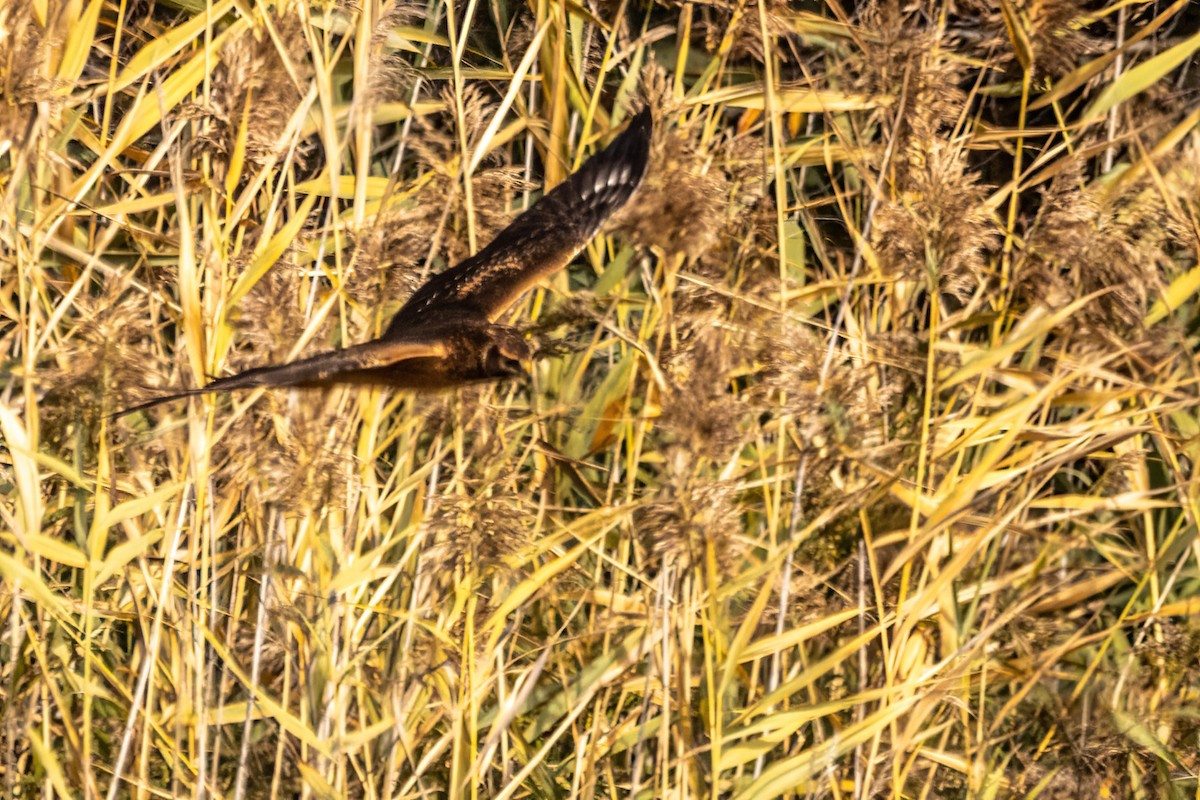 アメリカハイイロチュウヒ - ML644309359