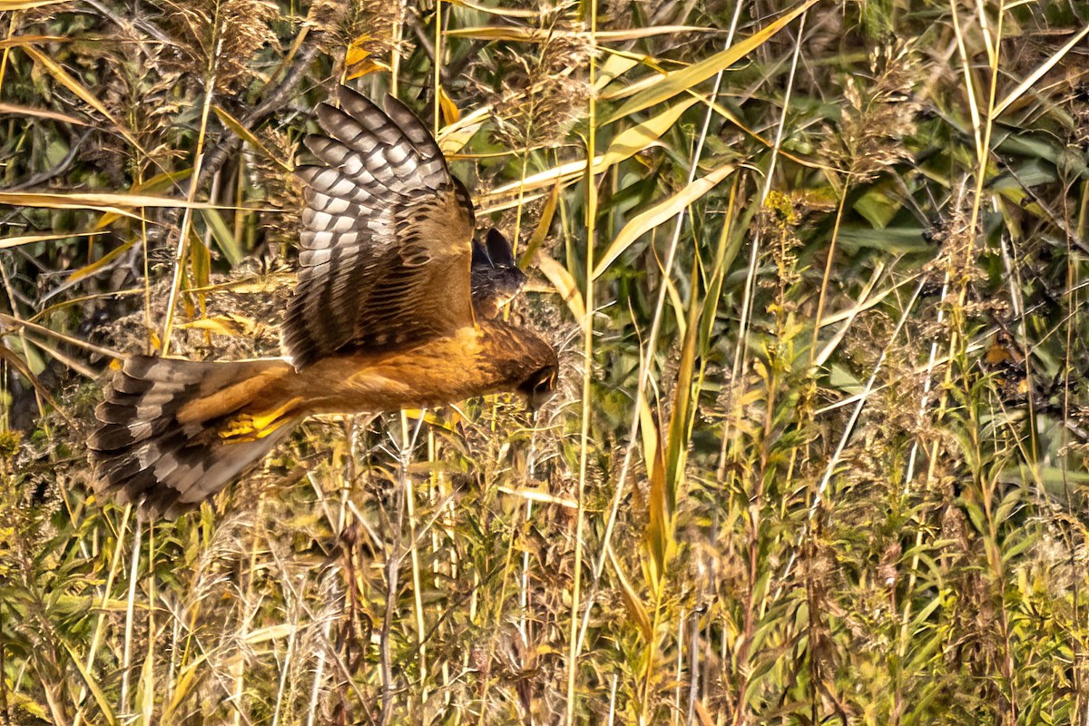 アメリカハイイロチュウヒ - ML644309360